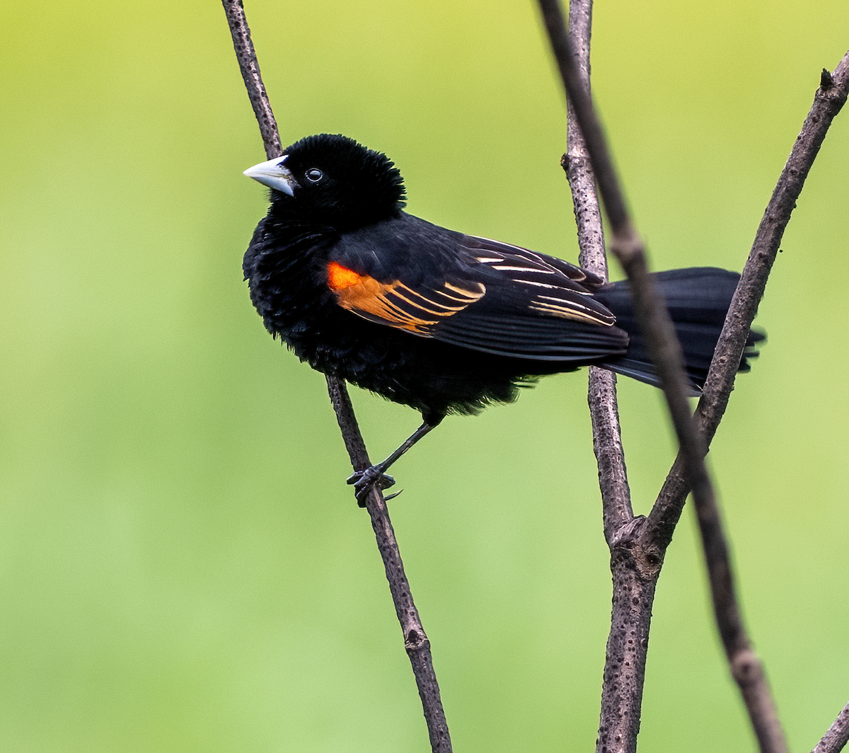 Fan-tailed Widowbird - ML639144797