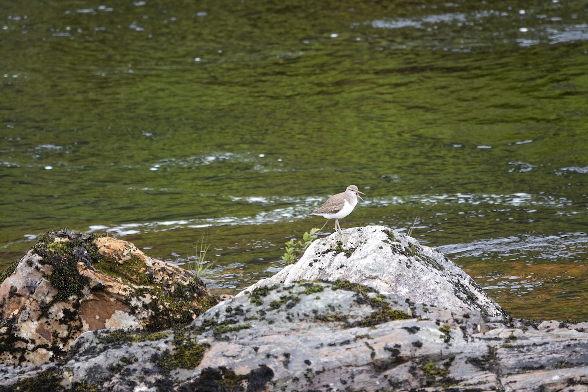 Common Sandpiper - ML639145233
