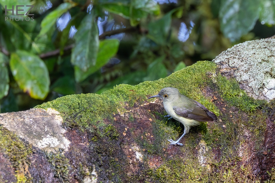 Spectacled Longbill - ML639145320