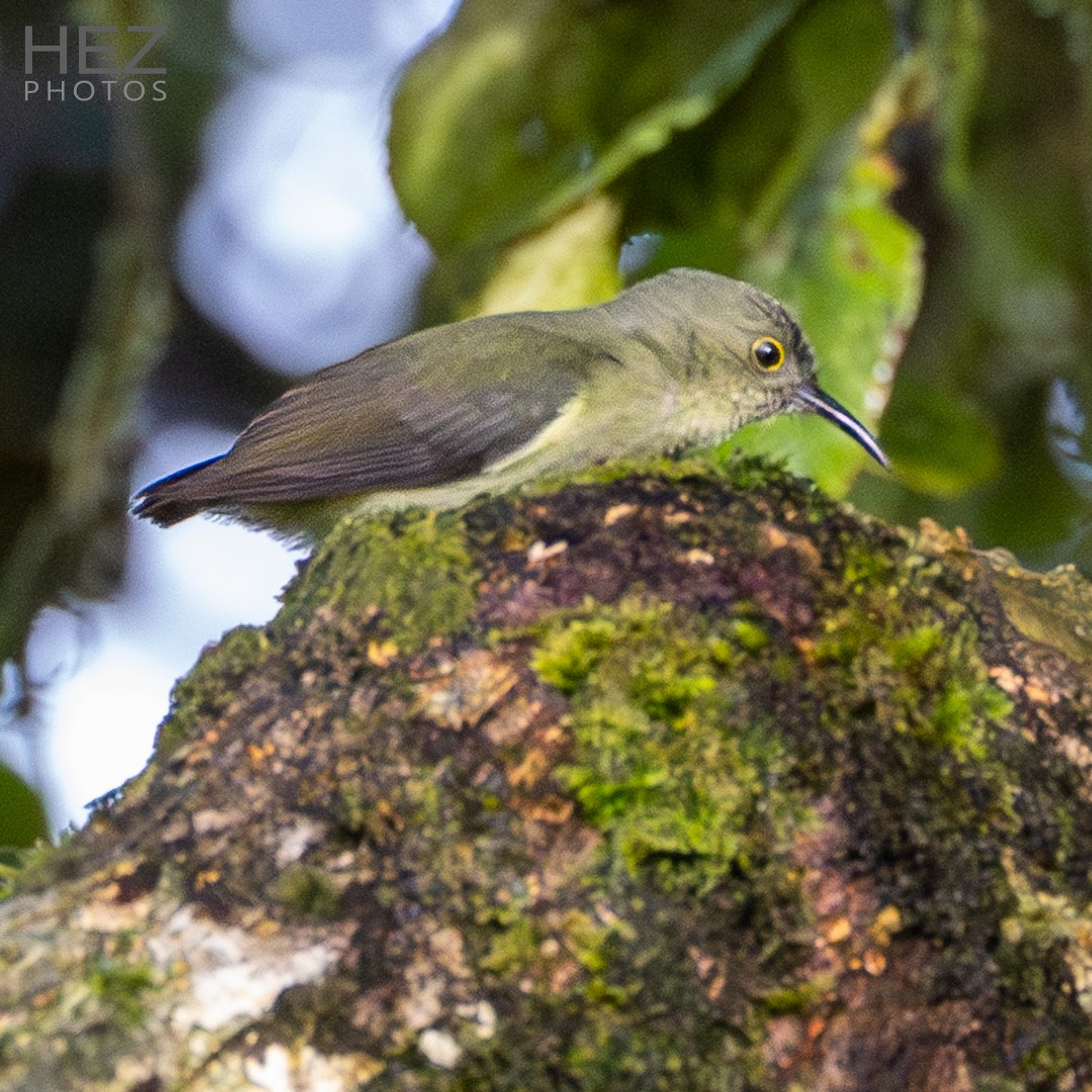 Spectacled Longbill - ML639145321