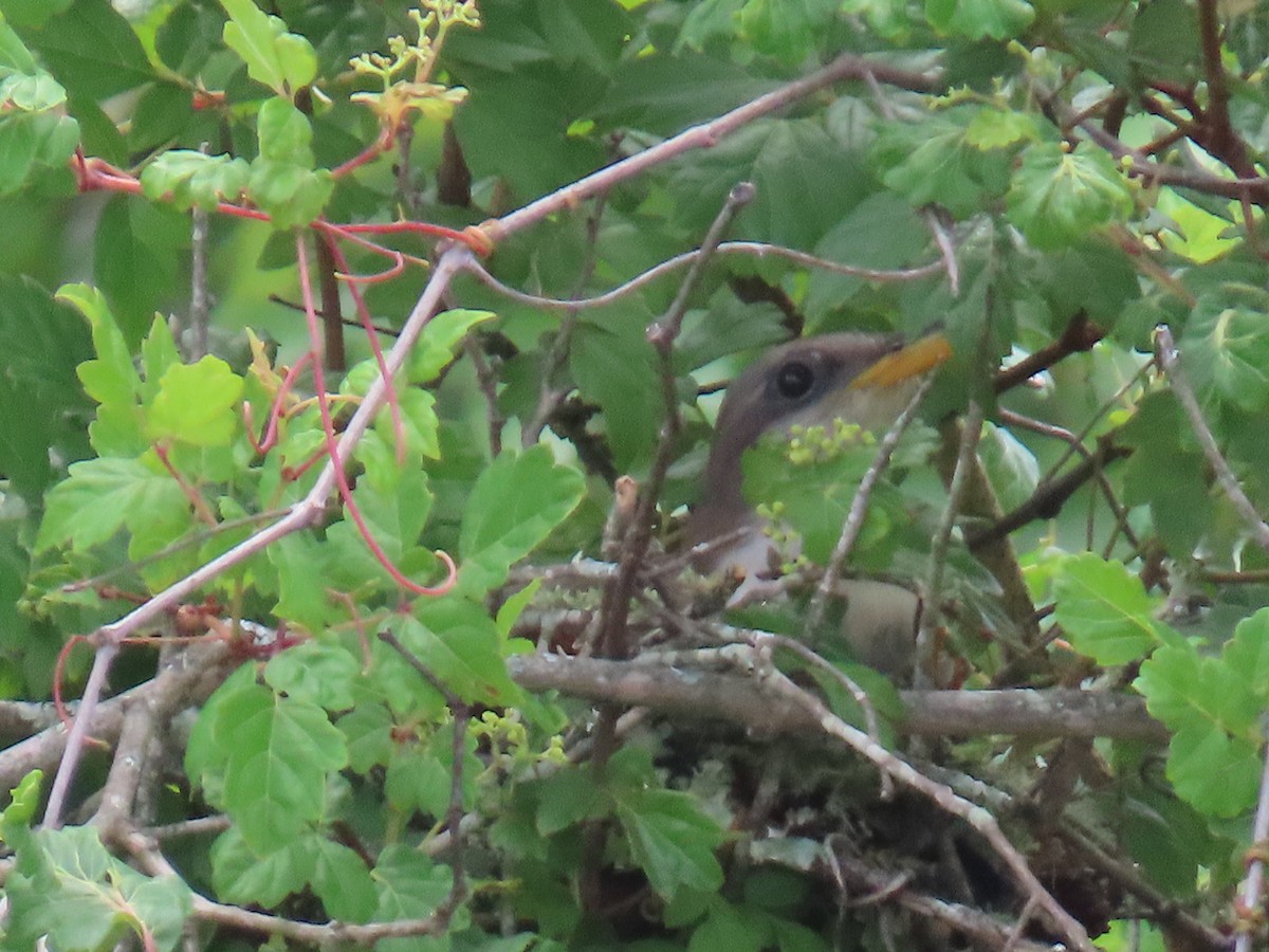 Yellow-billed Cuckoo - ML639145326