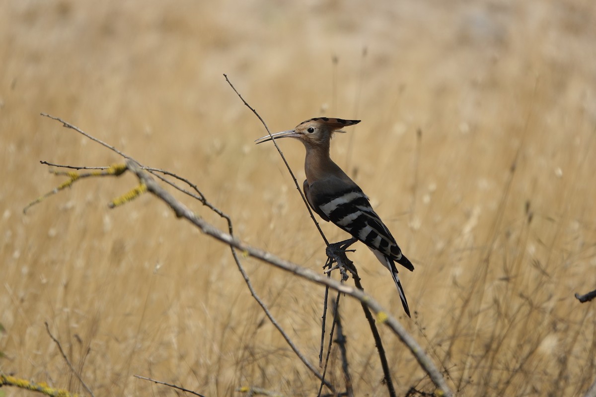 戴勝 - ML639145366