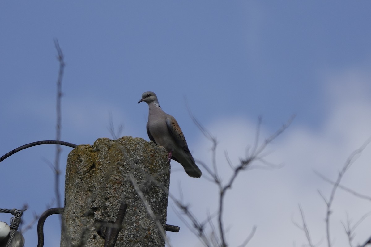 European Turtle-Dove - ML639145379