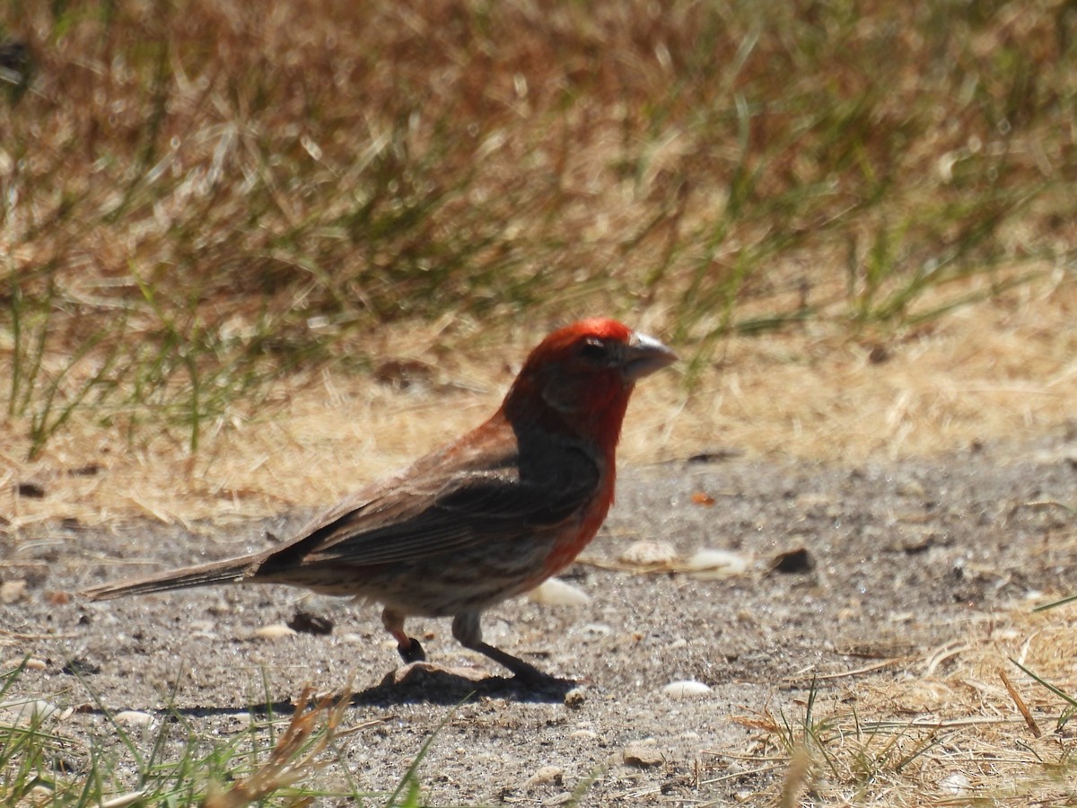 House Finch - ML639145382