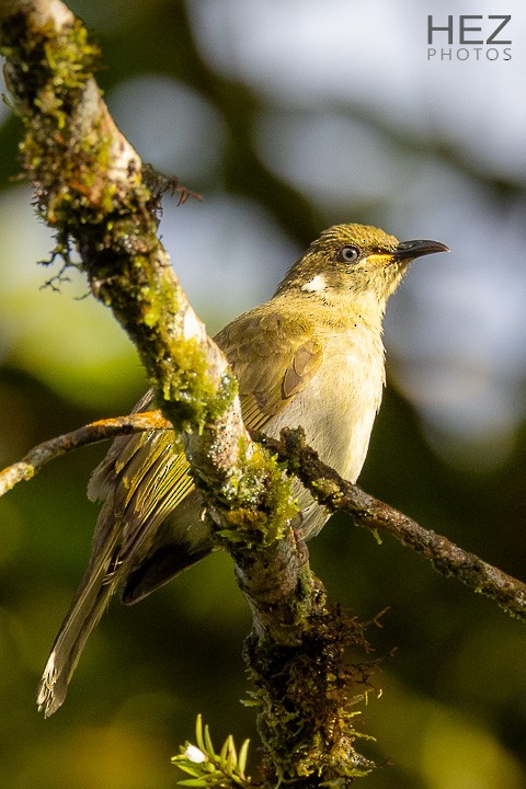 Graceful Honeyeater - ML639145399