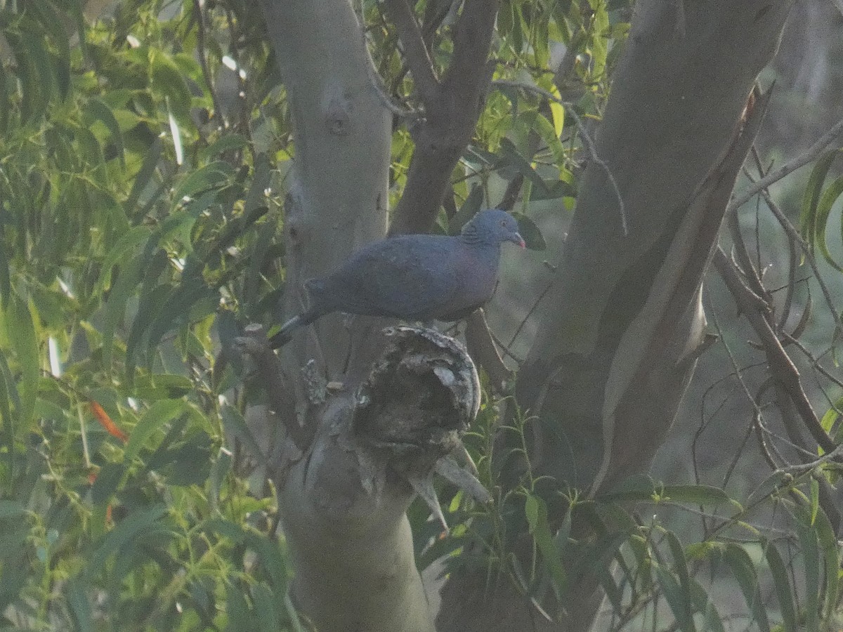 Bolle's Pigeon - ML639145430