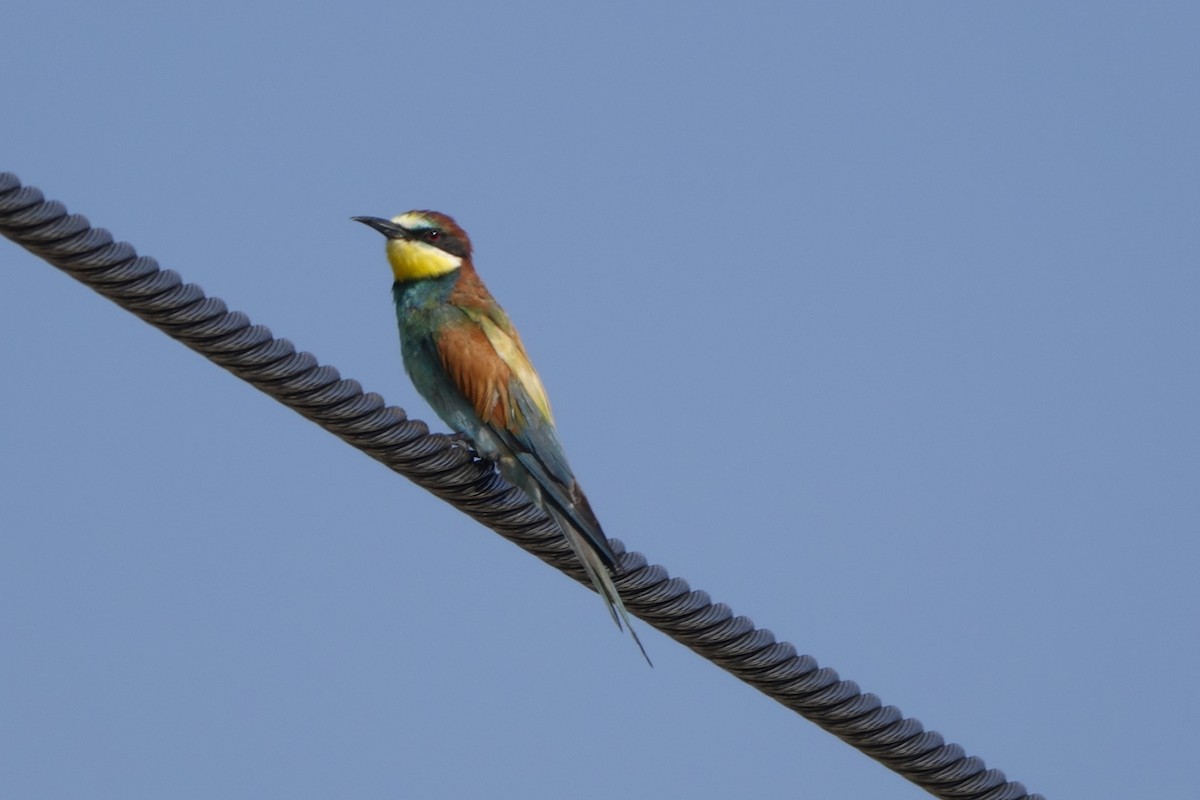 European Bee-eater - ML639145438
