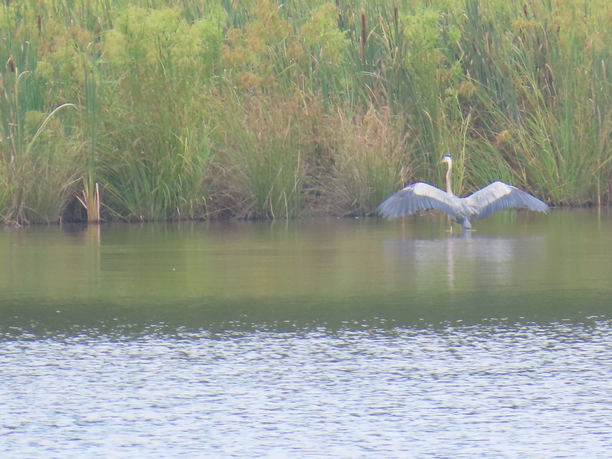 Great Blue Heron - ML639145439