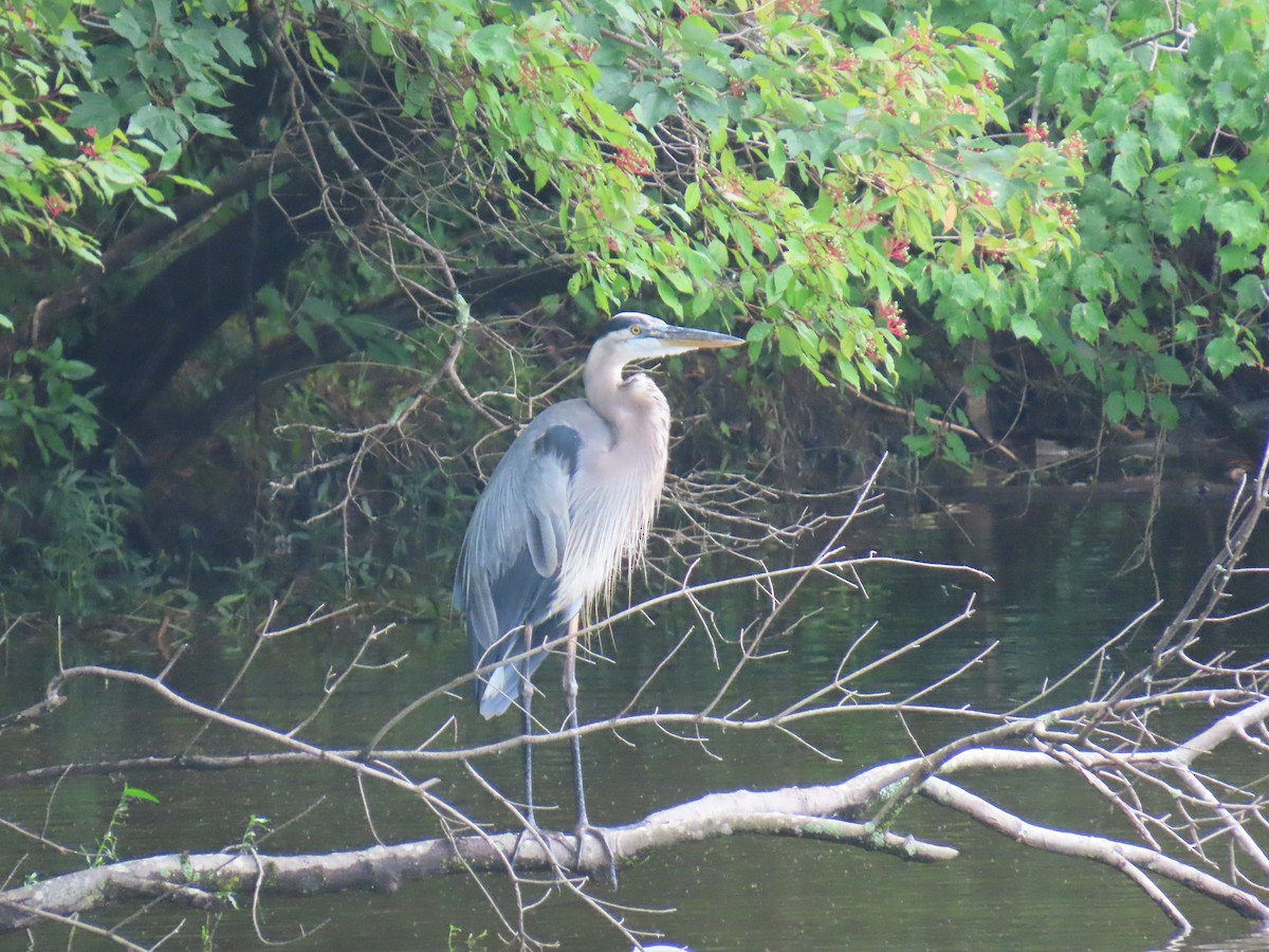 Great Blue Heron - ML639145440