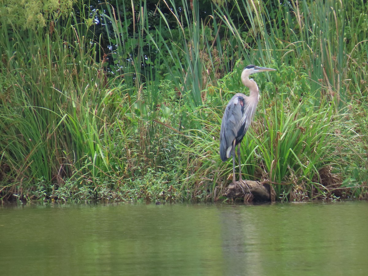 Great Blue Heron - ML639145441