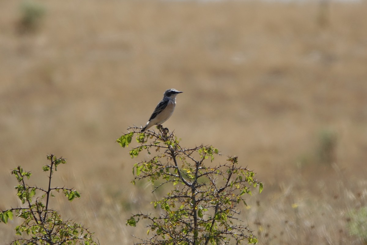 Whinchat - ML639145448