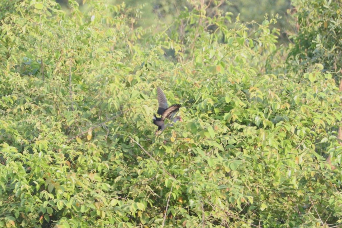 Black-backed Swamphen - ML639145450