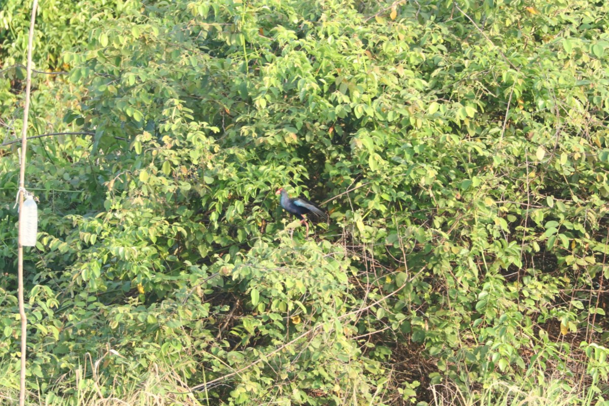 Black-backed Swamphen - ML639145451
