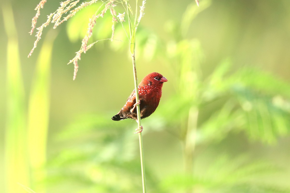 Red Avadavat - ML639145456