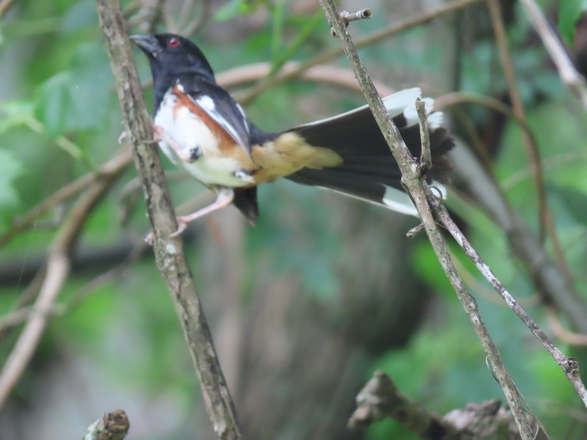 Eastern Towhee - ML639145458