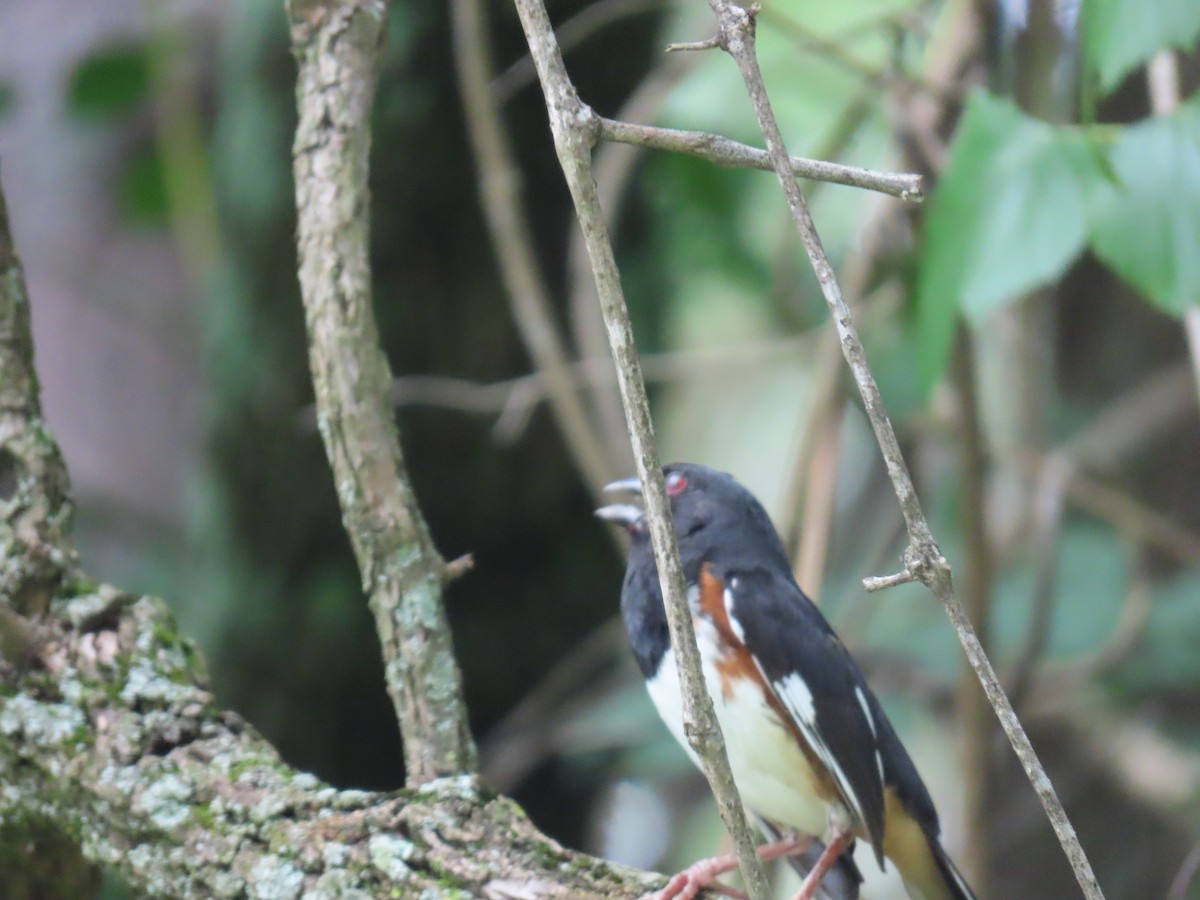 Eastern Towhee - ML639145459