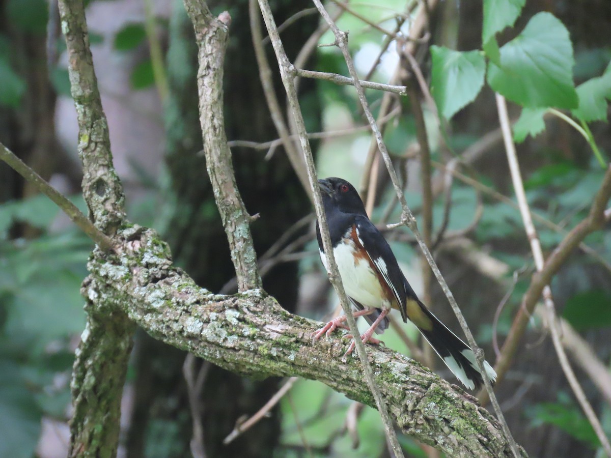 Eastern Towhee - ML639145461