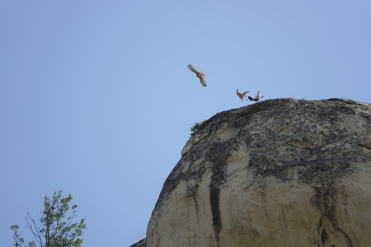 紅隼 - ML639145464