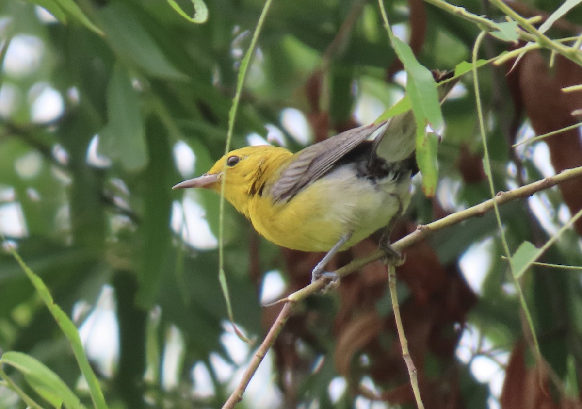 Prothonotary Warbler - ML639145496