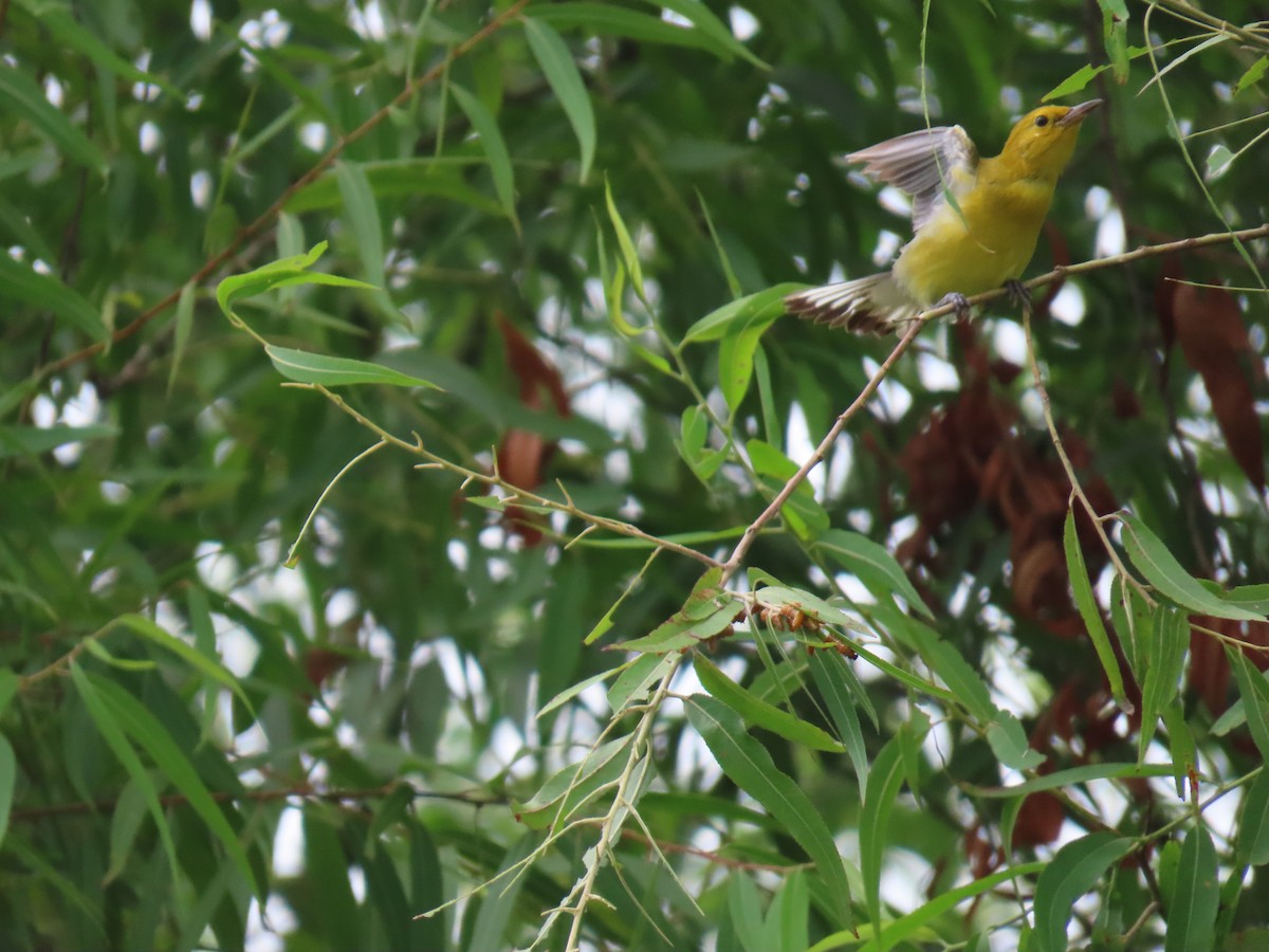 Prothonotary Warbler - ML639145497