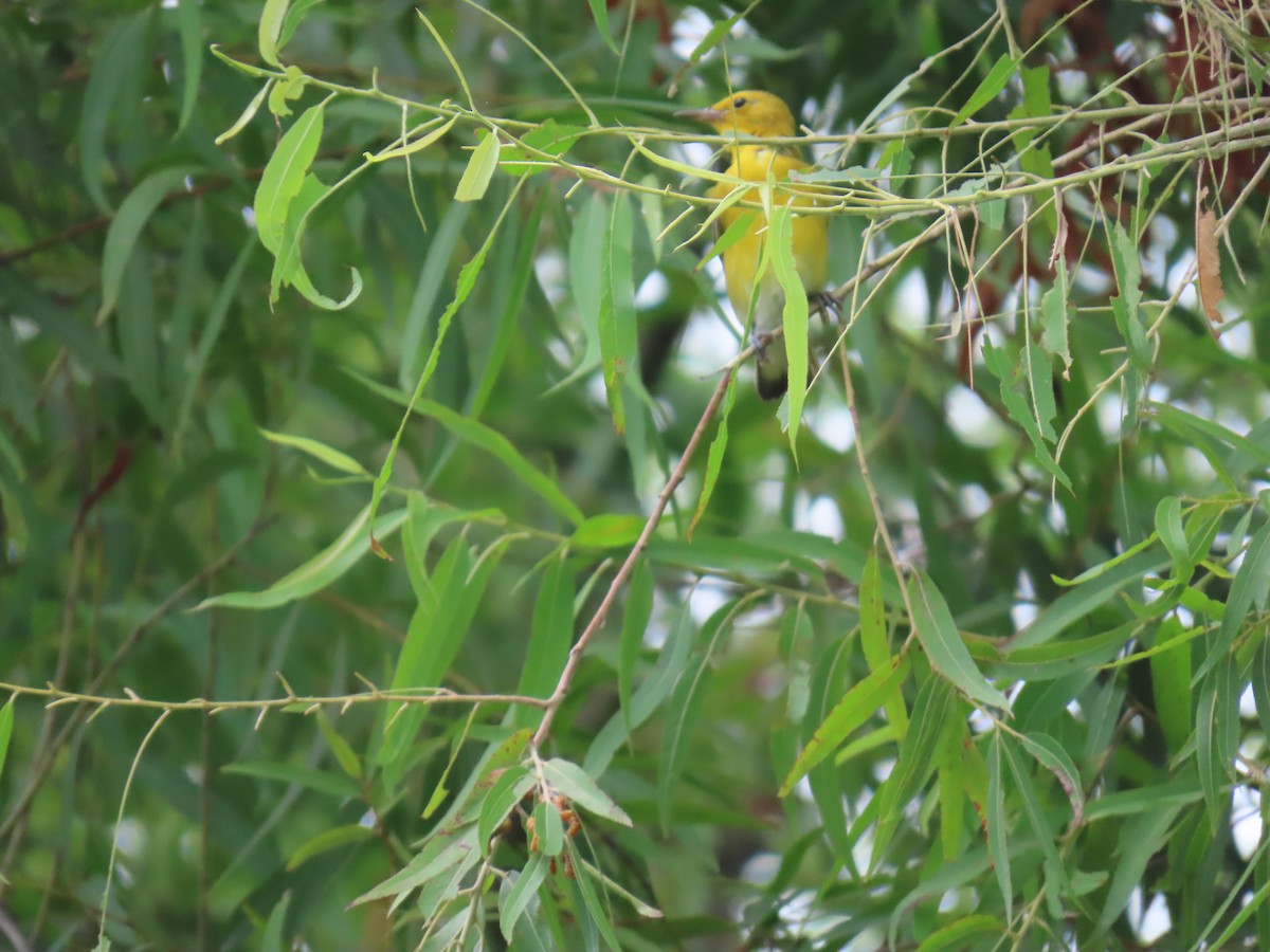 Prothonotary Warbler - ML639145498