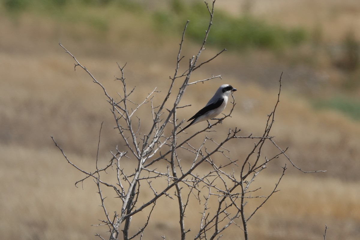 Lesser Gray Shrike - ML639145506