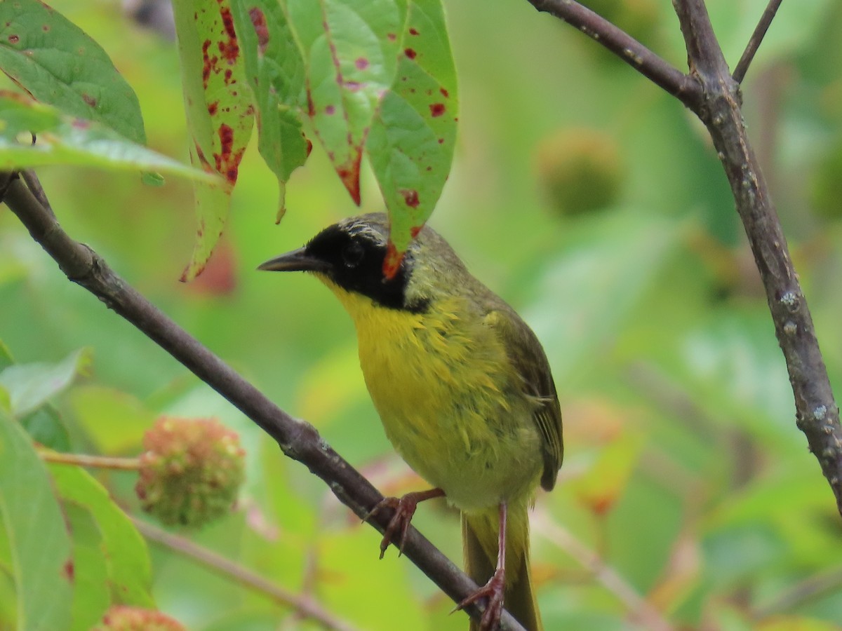 Common Yellowthroat - ML639145514