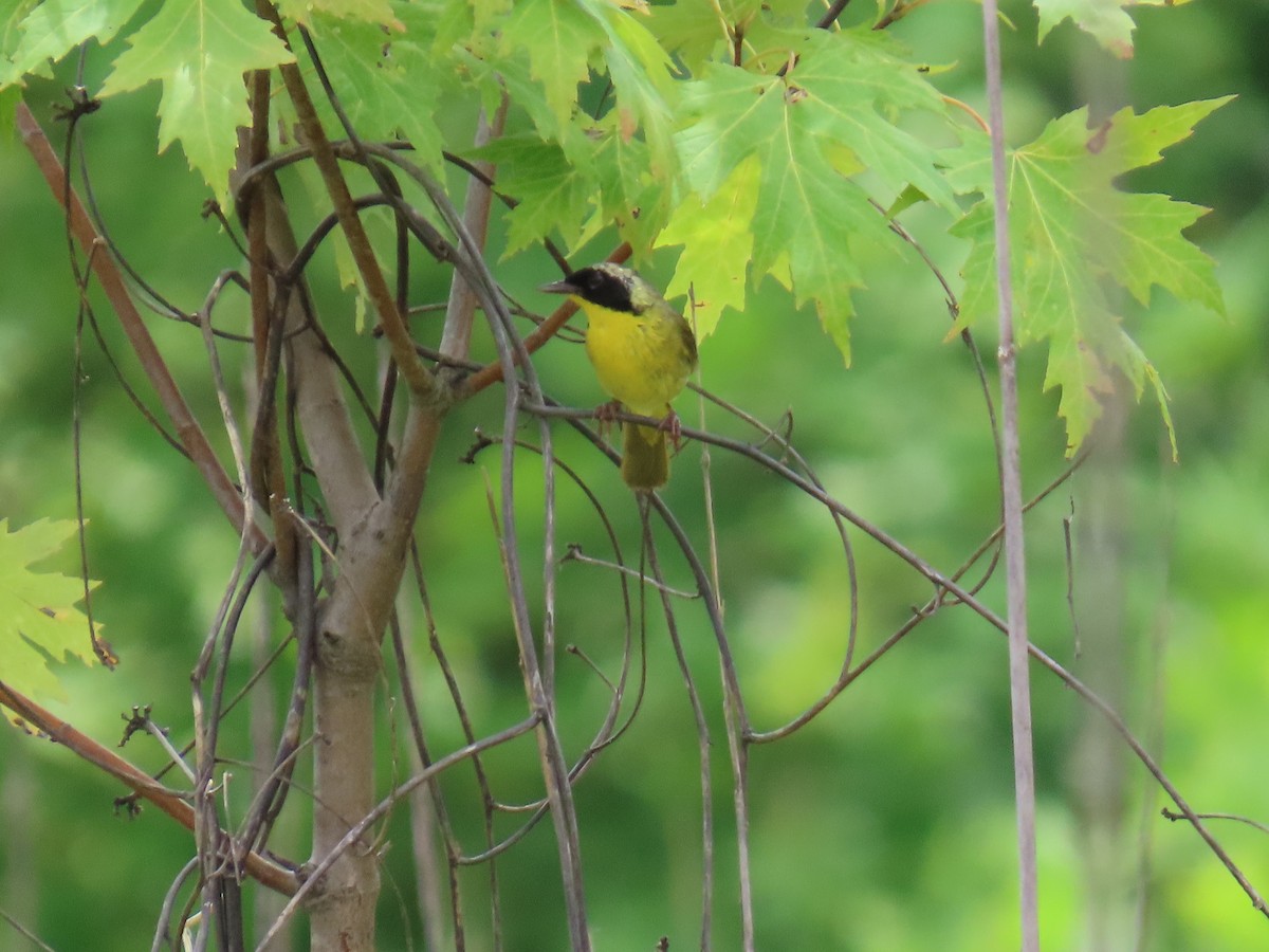 Common Yellowthroat - ML639145515