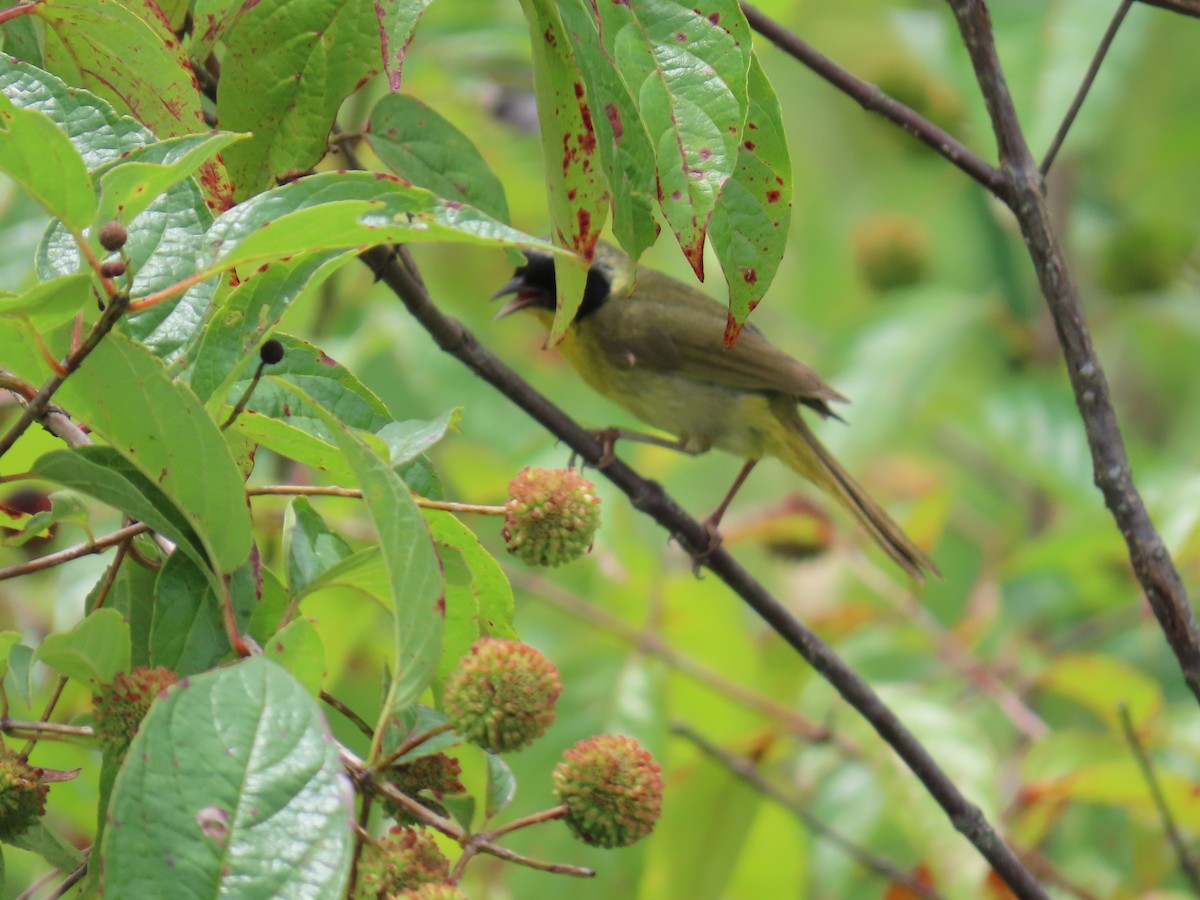 Common Yellowthroat - ML639145516