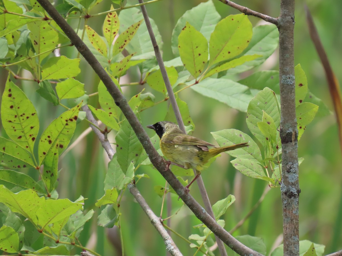 Common Yellowthroat - ML639145517