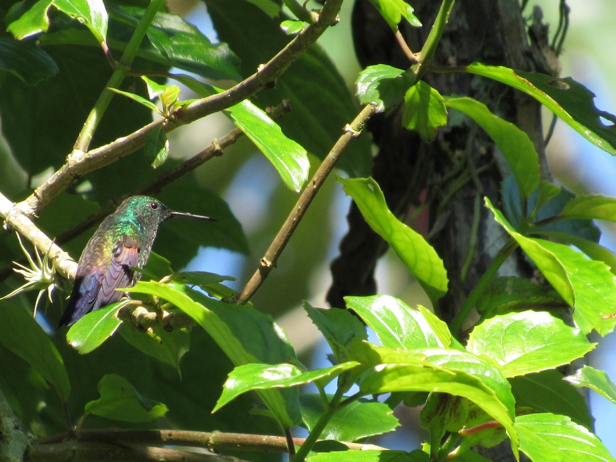 Blue-tailed Hummingbird - ML639145643