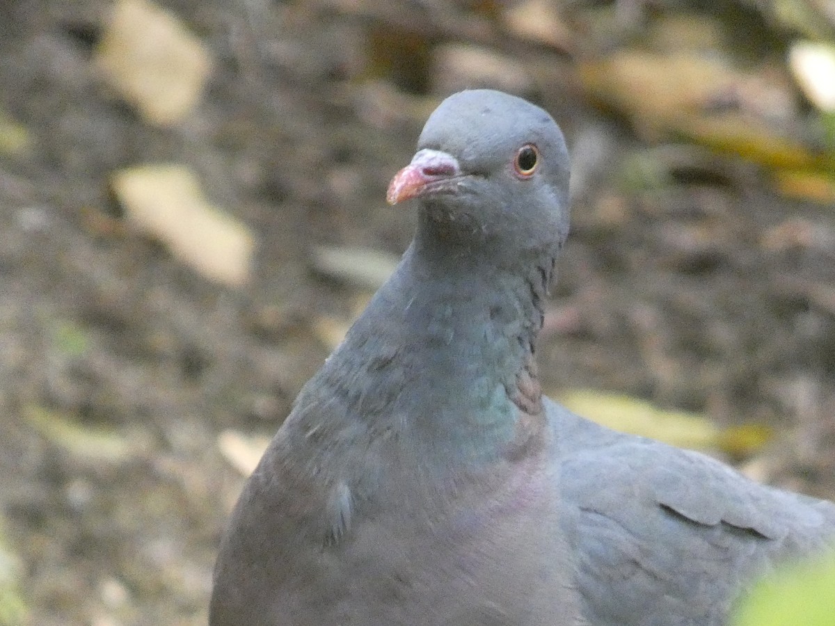 Bolle's Pigeon - ML639145743