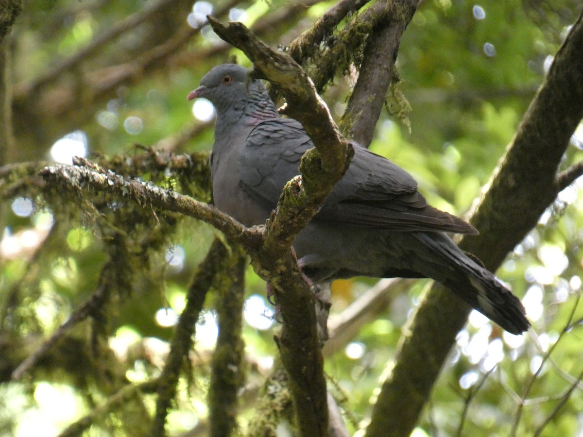 Bolle's Pigeon - ML639145744