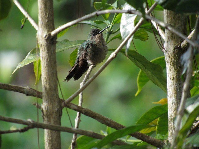 Hispaniolan Emerald - ML639145809