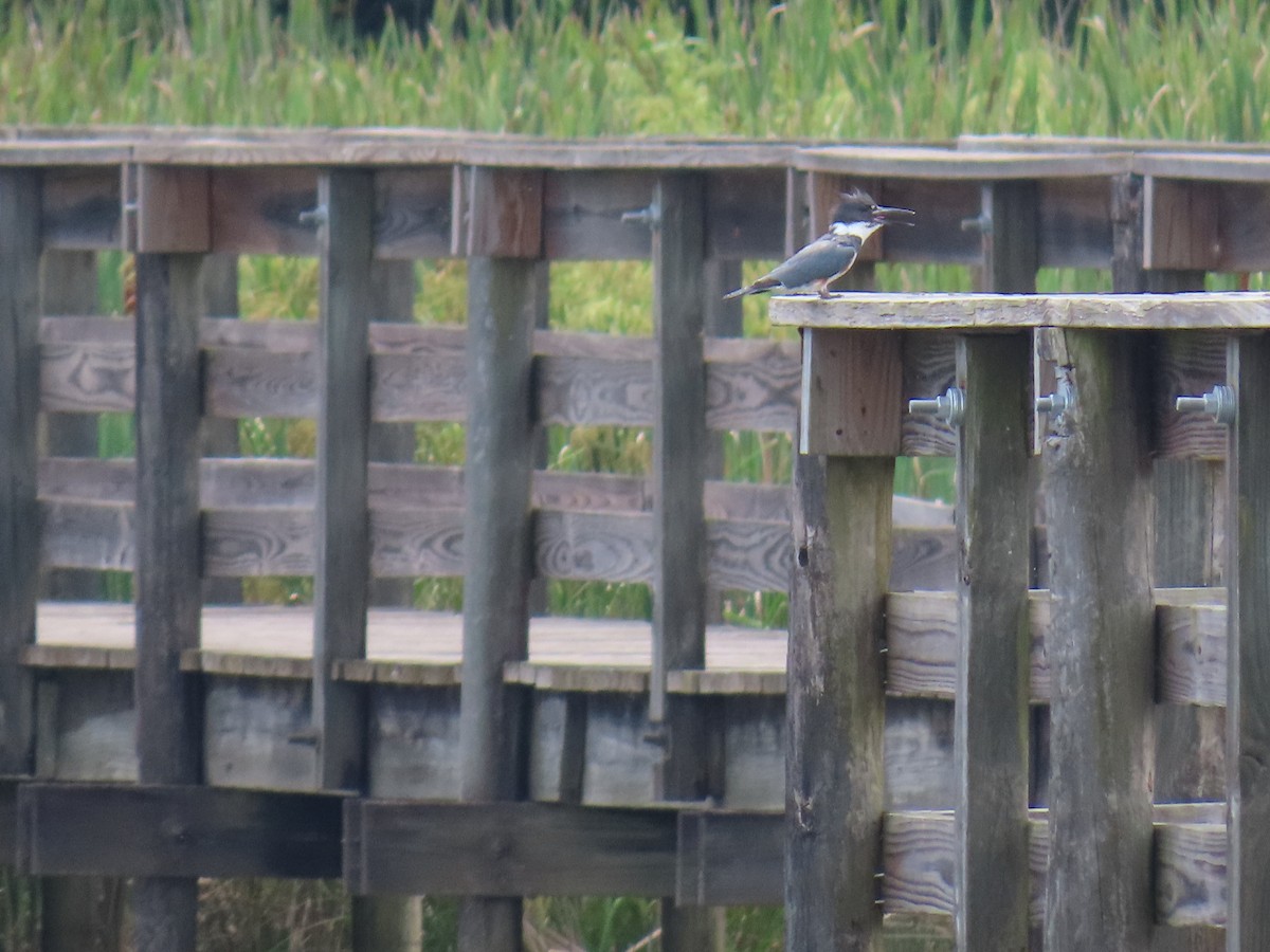 Belted Kingfisher - ML639145858
