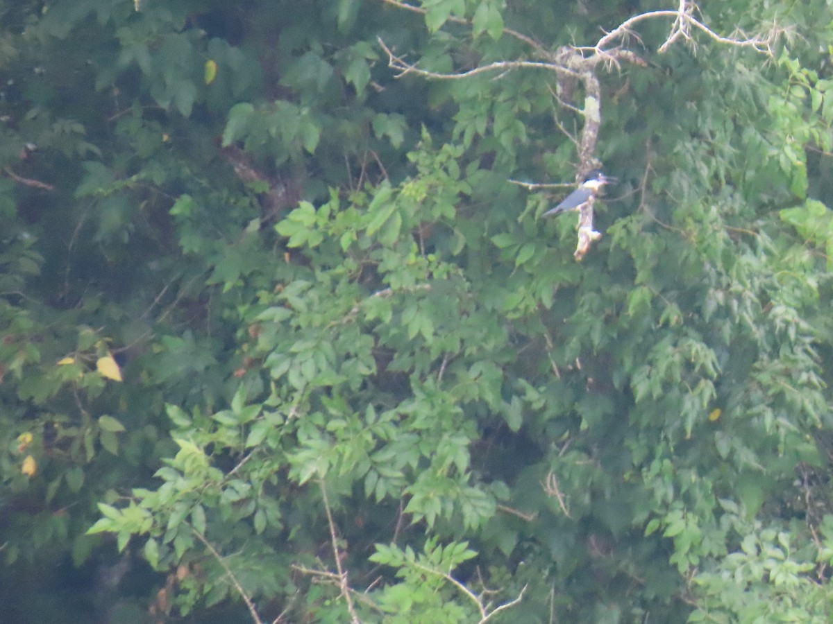 Belted Kingfisher - ML639145859