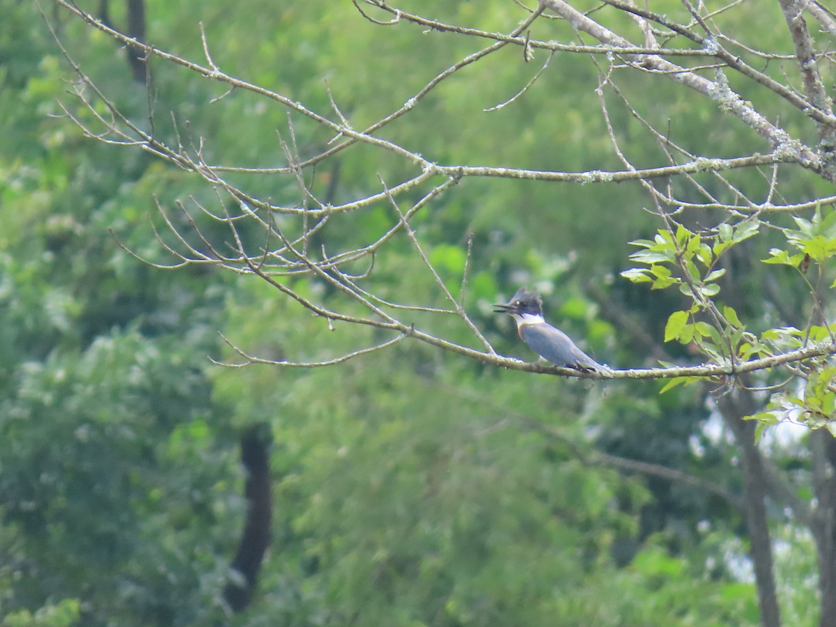Belted Kingfisher - ML639145860