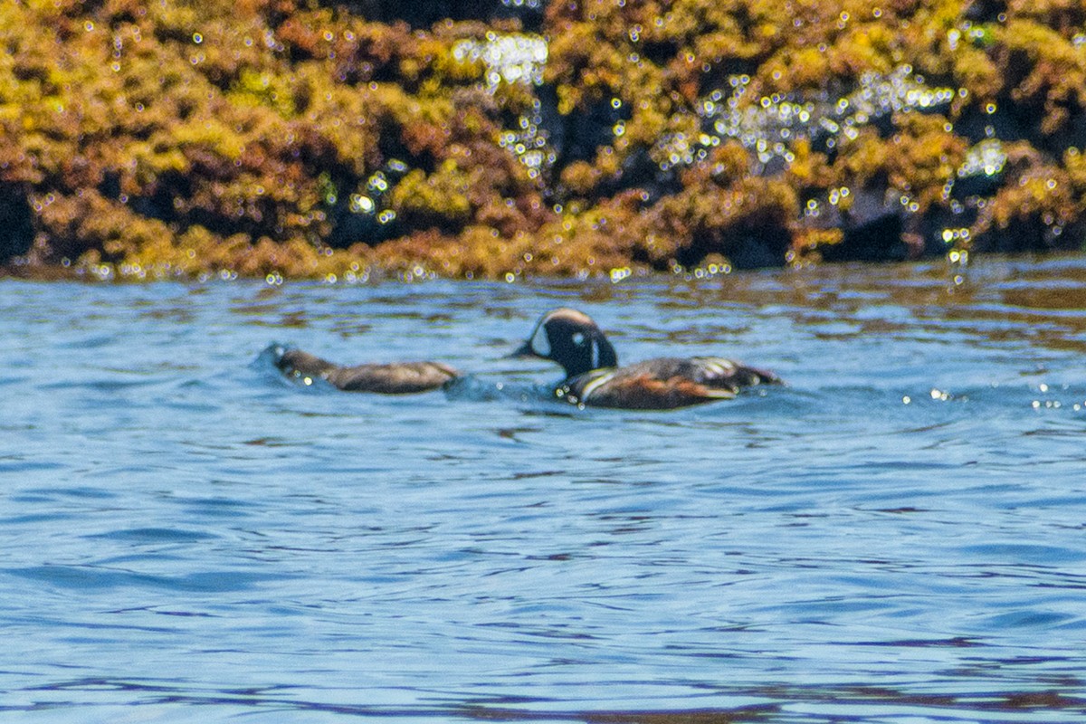 Harlequin Duck - ML639145942