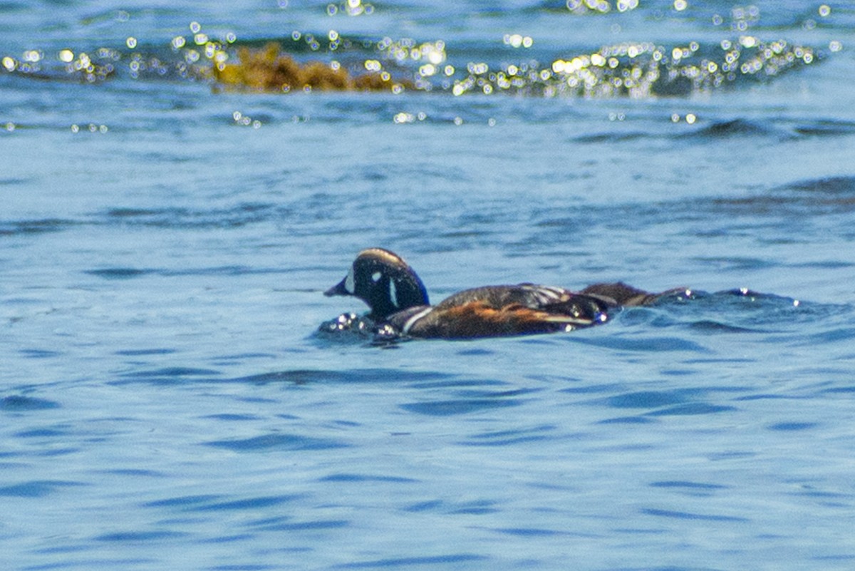 Harlequin Duck - ML639145943