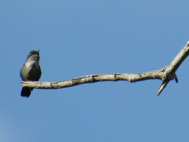 Vervain Hummingbird - ML639145994