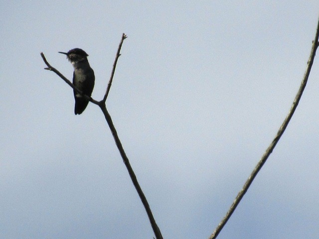 Vervain Hummingbird - ML639145995