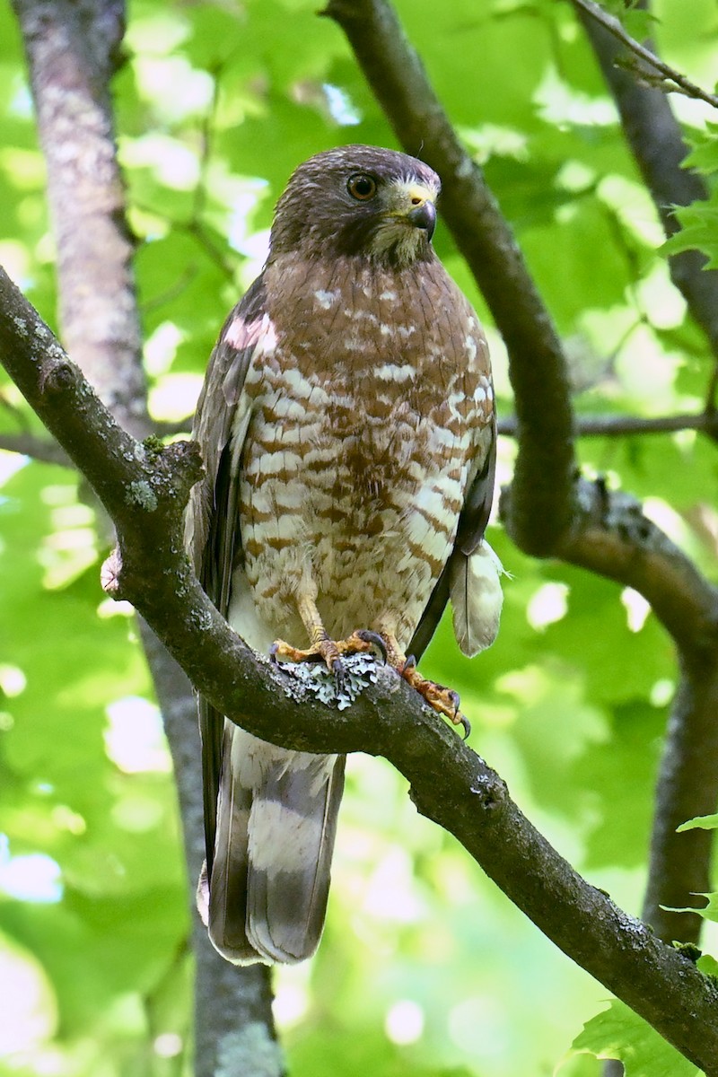 Broad-winged Hawk - ML639146013