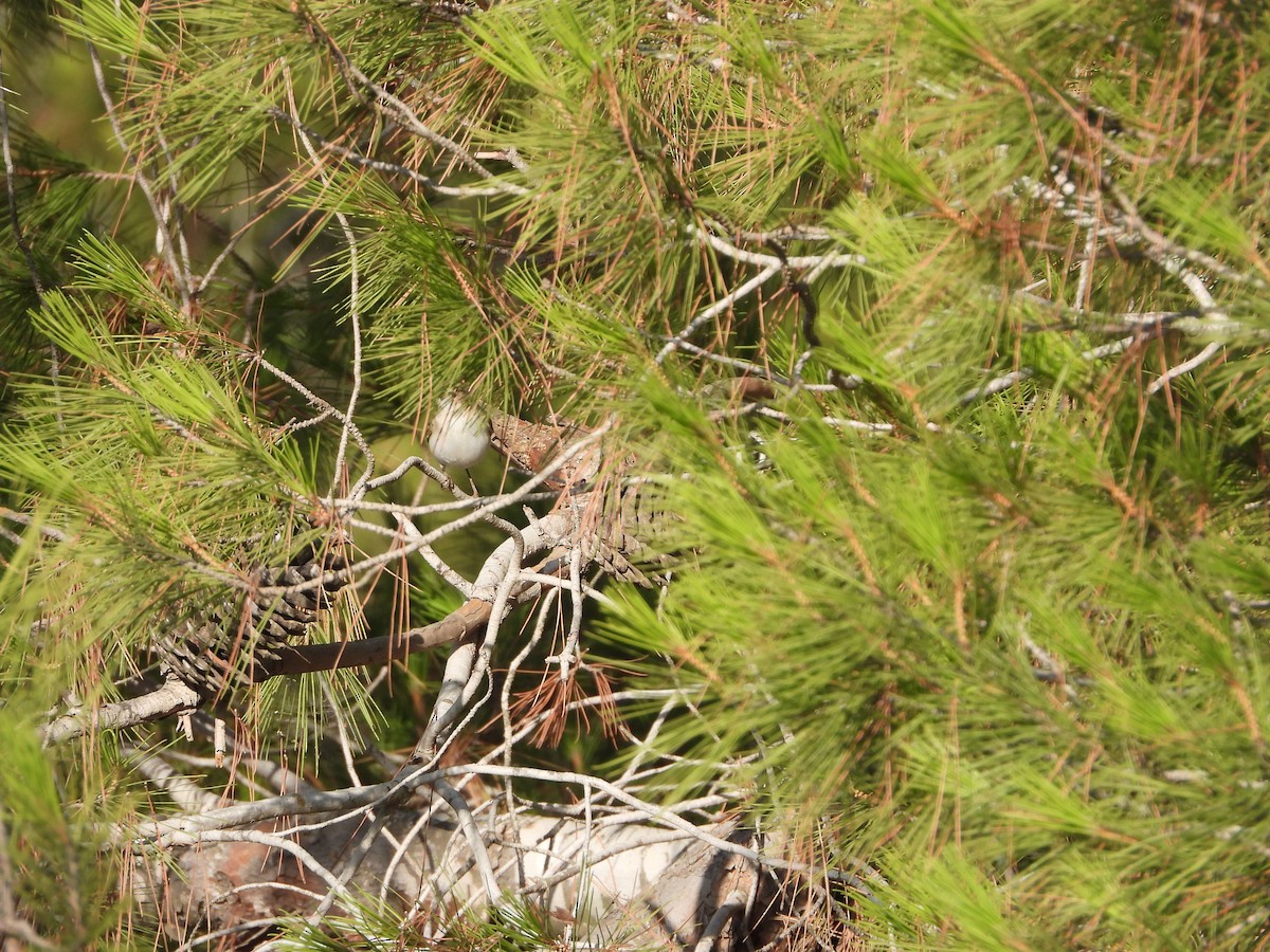 Eastern Bonelli's Warbler - ML639146026