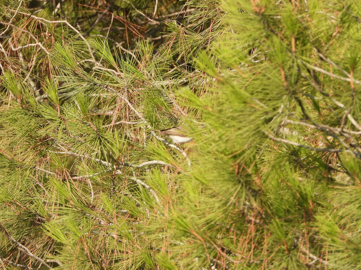 Eastern Bonelli's Warbler - ML639146027