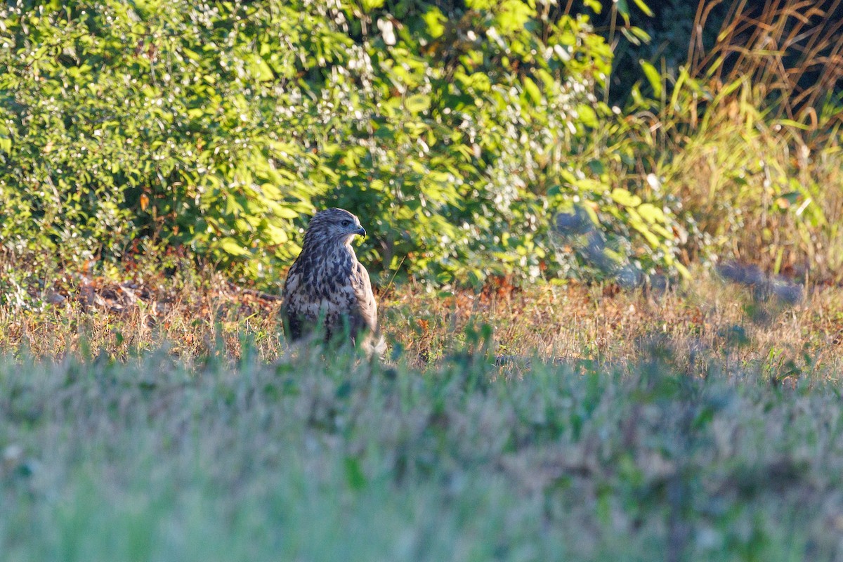 Buse variable - ML639146038