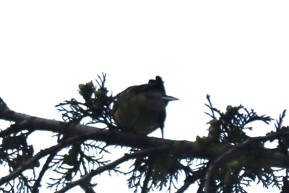 White-winged Crossbill - ML639146040