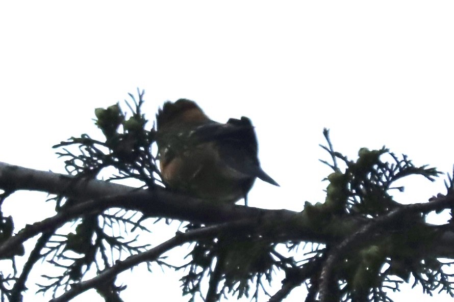 White-winged Crossbill - ML639146041