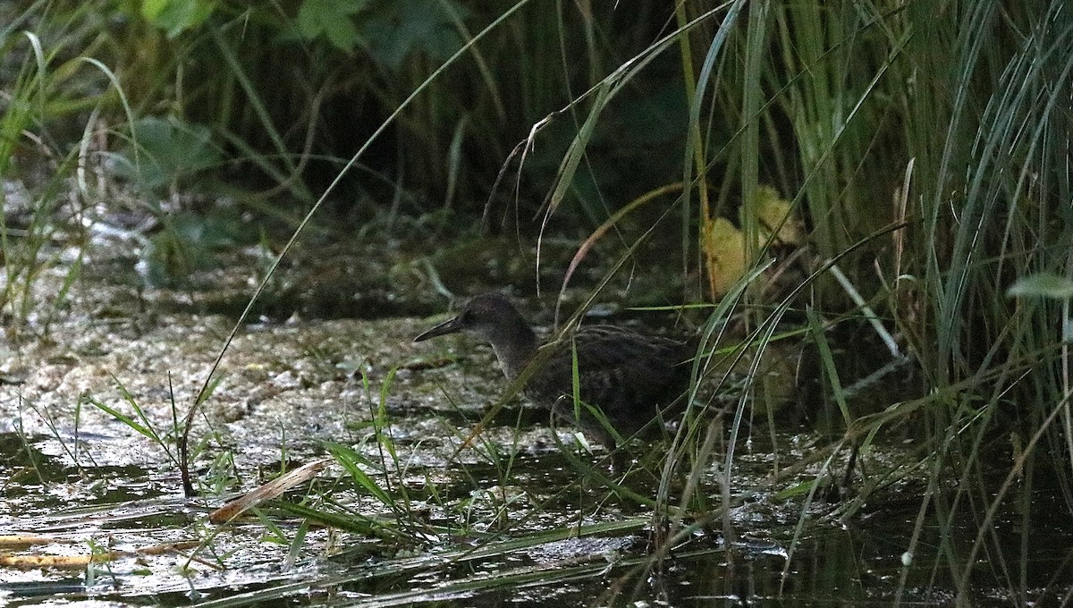 Râle d'eau - ML639146043