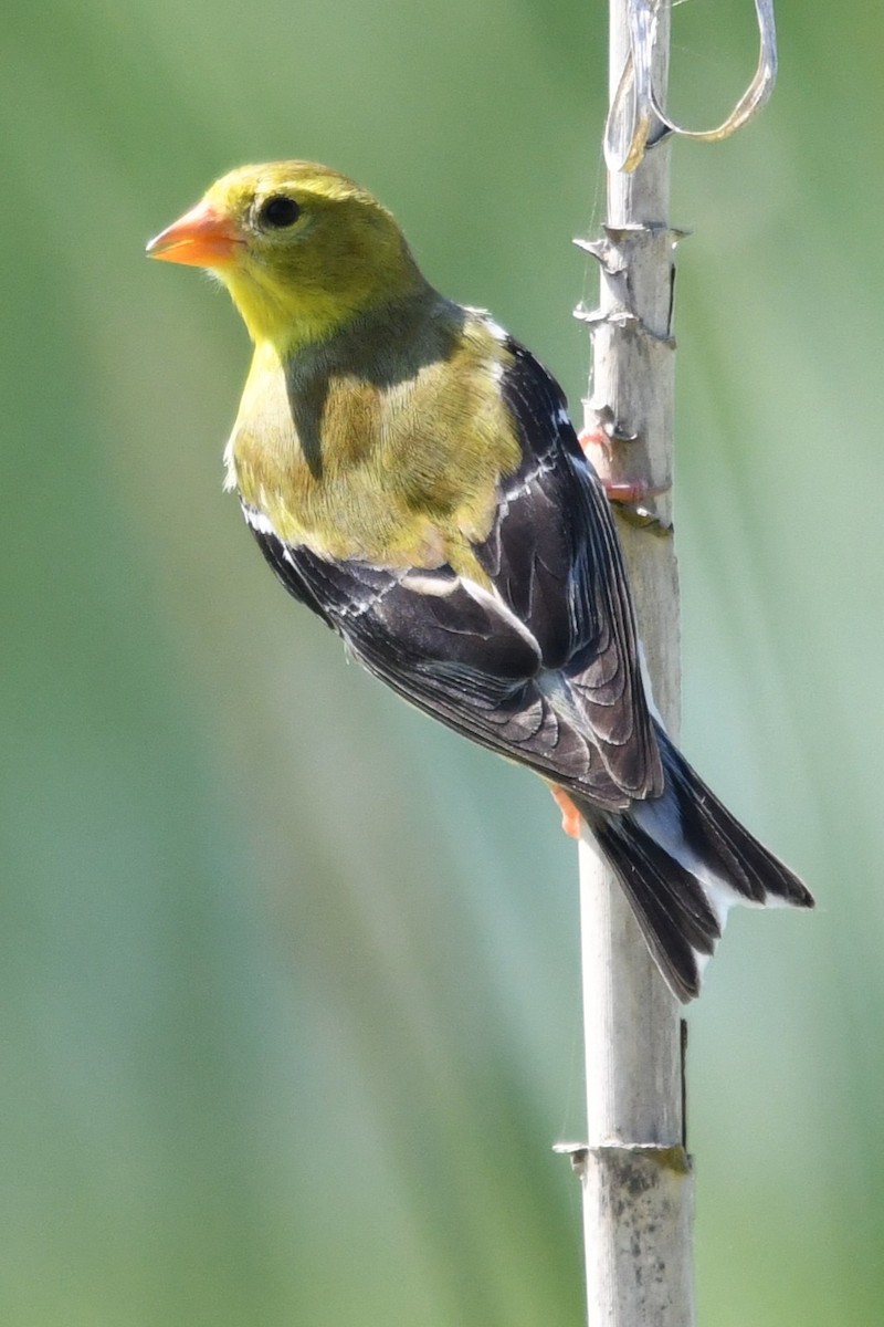 Chardonneret jaune - ML639146057