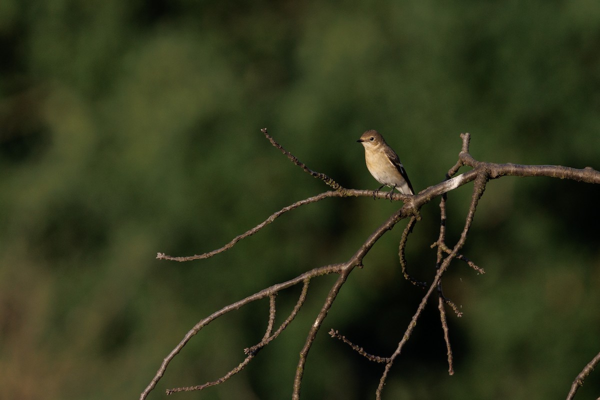Gobemouche noir - ML639146058